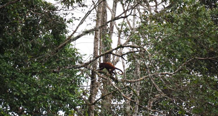 Kleine aap hoog in boomtoppen gedeeltelijk verborgen tussen dicht gebladerte
