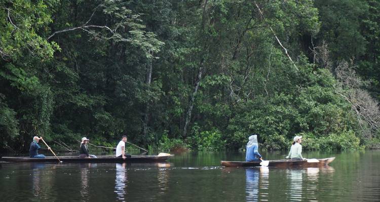 Vier peddelers in smalle kano's glijdend over kalme regenwoudwateren omringd door groen