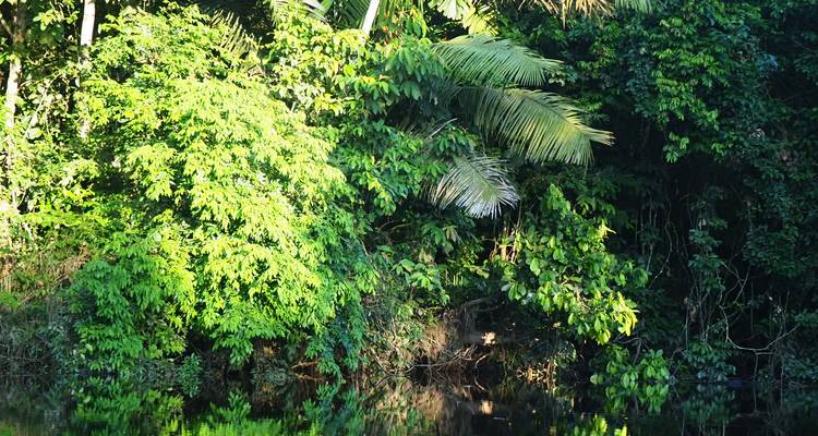 Weelderige muur van tropisch gebladerte levendig weerkaatst in donker rivierwater