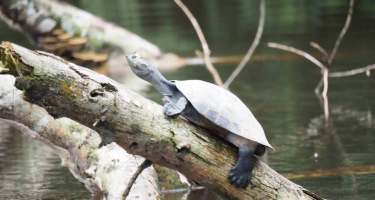 Rivierschildpad rustend op een gevallen boomstam boven rustig water