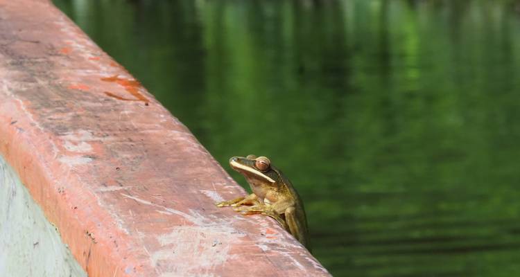 Kleine bruine kikker op de rand van een boot met groen water erachter