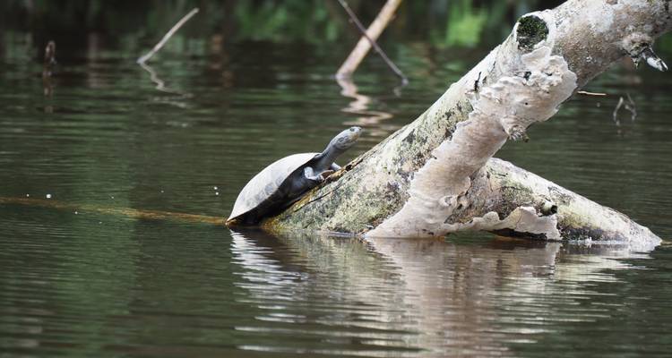 Schildpad balanceert op een schuin boomstam die uit stil water steekt