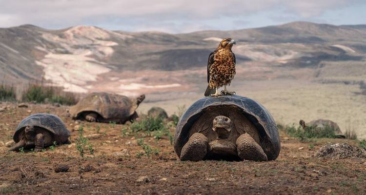 Tortue géante se reposant sur un sol volcanique tandis qu'un faucon se perche sur sa carapace avec des terres hautes escarpées en arrière-plan.
