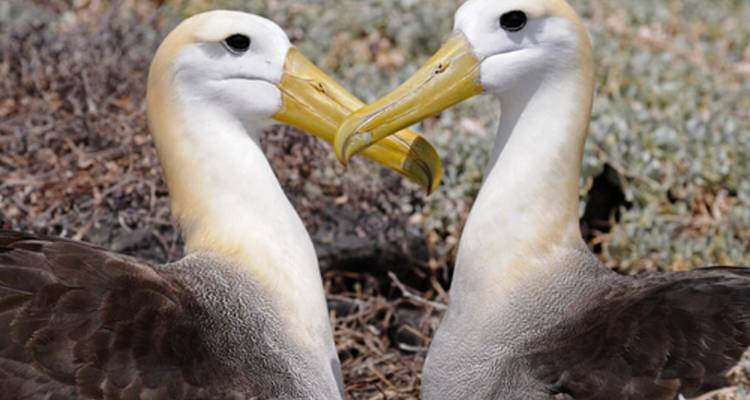 Gros plan de deux albatros des Galápagos touchant leurs becs jaunes lors d'une danse nuptiale sur un nid fait de brindilles sèches.