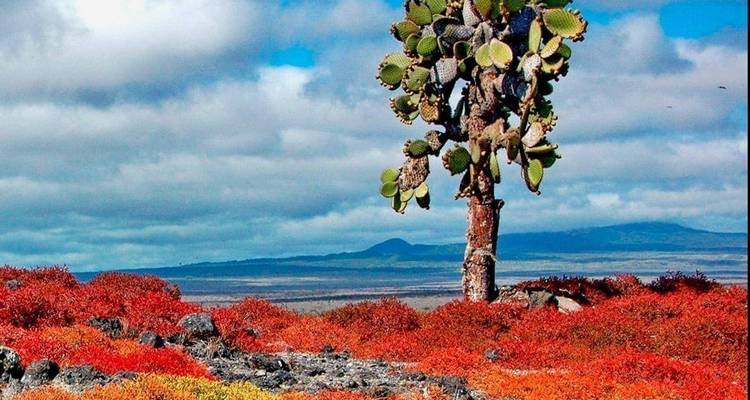 Un seul cactus opuntia s'élève au-dessus d'un tapis éclatant de plantes couvre-sol rouge et orange sur une plaine d'une île volcanique.