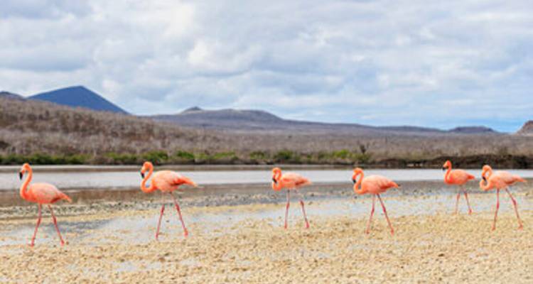 Rangée de flamants roses éclatants se promenant le long d'un rivage de sable pâle avec des collines arides au loin.