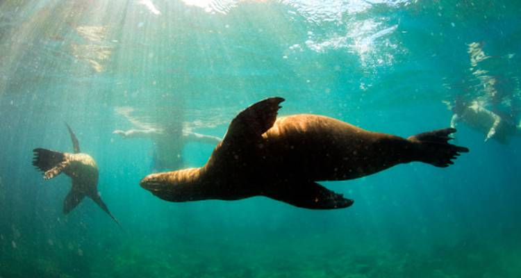 Scène sous-marine de otaries jouant gracieusement à travers les rayons de soleil dans une eau turquoise cristalline.