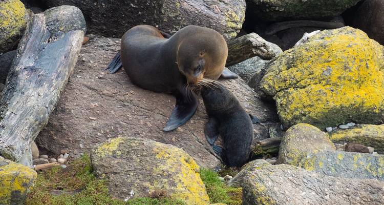 Phoques se reposant sur un rivage rocheux avec des lichens colorés.