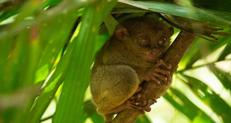 7 Days Classic Philippines With Boracay Small Group Tour (Max 8) - UME Travel Co. Ltd 9