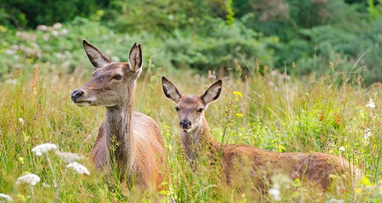 Deux cerfs debout dans un champ avec une végétation luxuriante.