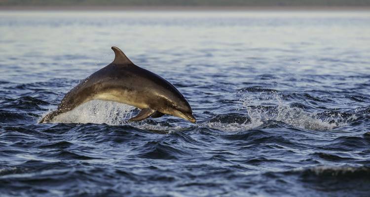Dauphin sautant hors de l'eau dans l'océan.