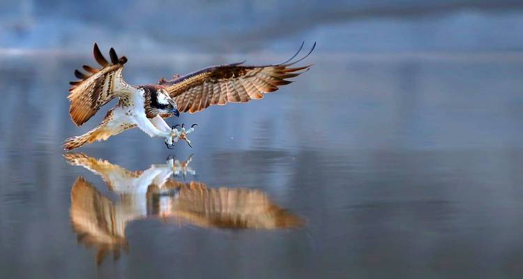 Oiseau en plein vol, attrapant un poisson dans l'eau.