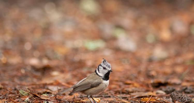 Gros plan d'un petit oiseau sur le sol de la forêt.