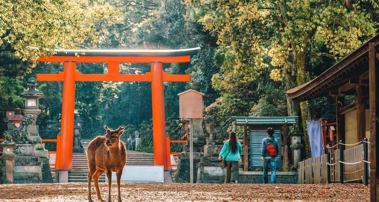 Hirsch stehend nahe einem roten Torii-Tor mit Menschen und Bäumen rundherum.