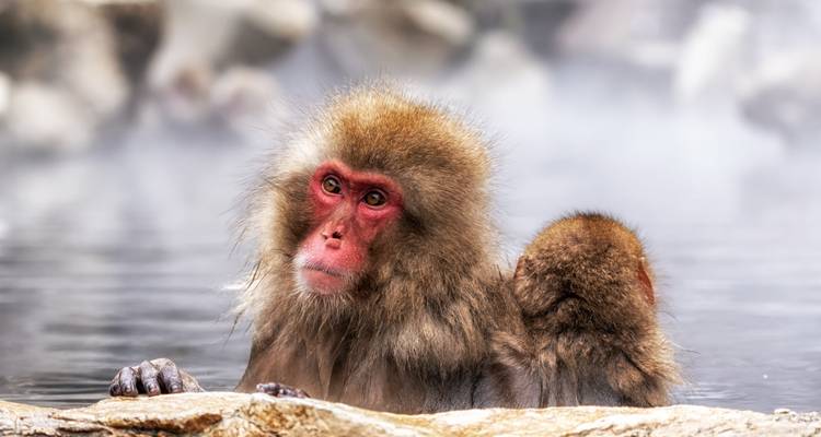 Japanmakak in einer heißen Quelle mit Dampf rundherum.