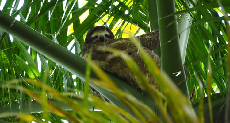 Paresseux suspendu à une branche d'arbre entouré de feuilles vertes luxuriantes.