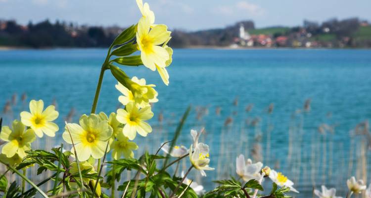Advent magic at Lake Tegernsee / Hotel Alpensonne - Feuer und Eis Touristik 3