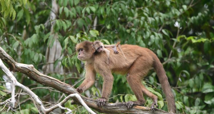 5 Days - Cuyabeno Amazon Exploration - Responsible Travel South America 5