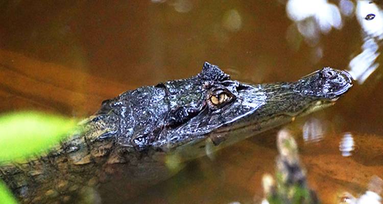 Gros plan d'un caïman partiellement immergé dans l'eau.