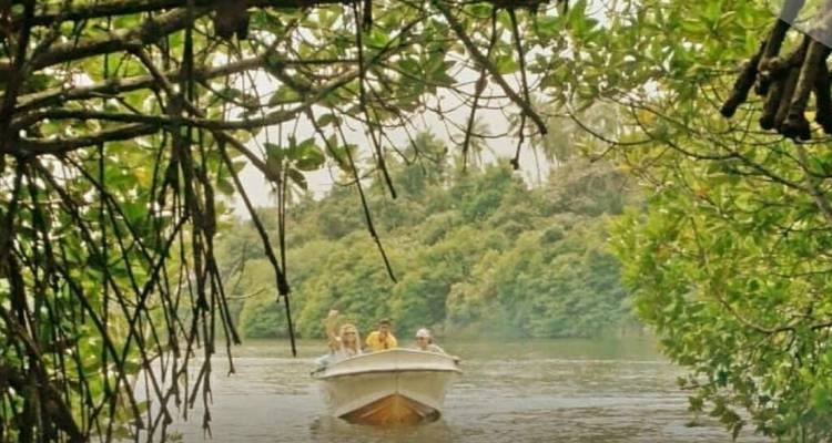Una pequeña lancha rápida con turistas deslizándose a lo largo de un río bordeado de manglares enmarcado por ramas exuberantes.