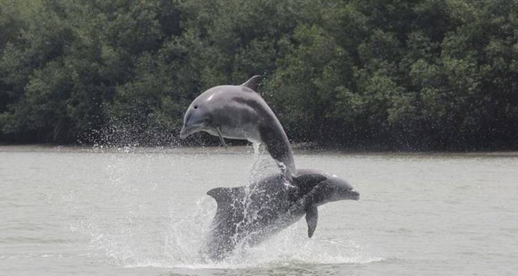 Dos delfines saltando juguetonamente sobre aguas tranquilas del estuario con un fondo de manglares verdes.