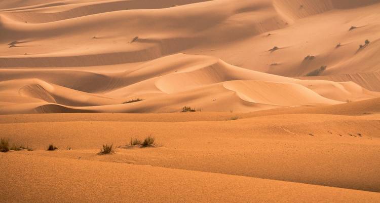 Rollende Sanddünen der Wüste unter der Nachmittagssonne.