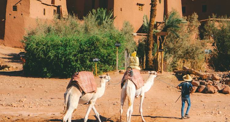 Des cavaliers de chameaux se dirigeant vers des bâtiments en adobe et de la verdure.