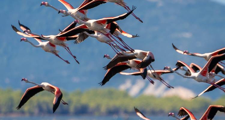 Un groupe de flamants roses en vol au-dessus de l'eau.