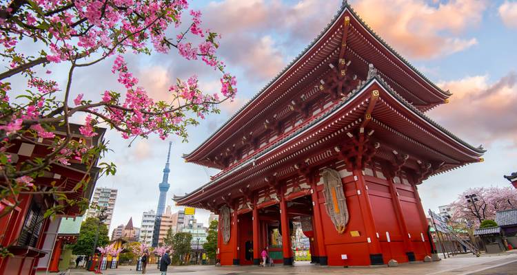 Traditioneller japanischer Tempel mit Kirschblüten in Tokio, Japan.