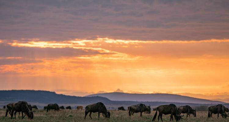 Field of grazing animals under a dramatic sunset sky in a vast landscape.