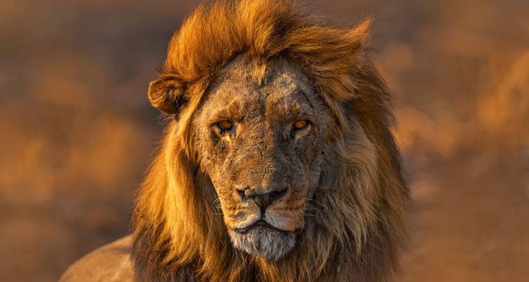 Gros plan d'un lion dans un éclairage doré, mettant en valeur les détails et l'expression.