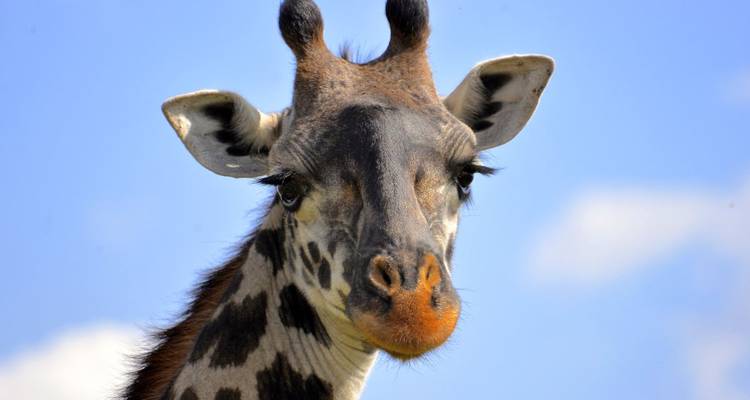 Gros plan d'une girafe avec un ciel bleu en arrière-plan.