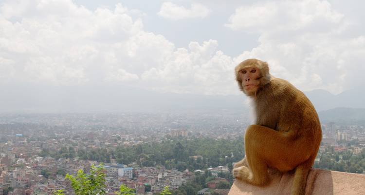 Singe assis sur un mur avec un paysage urbain en arrière-plan.
