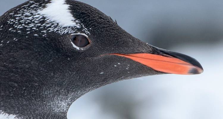 Antarctica Air Cruise Express - Trips SouthAmerica 9