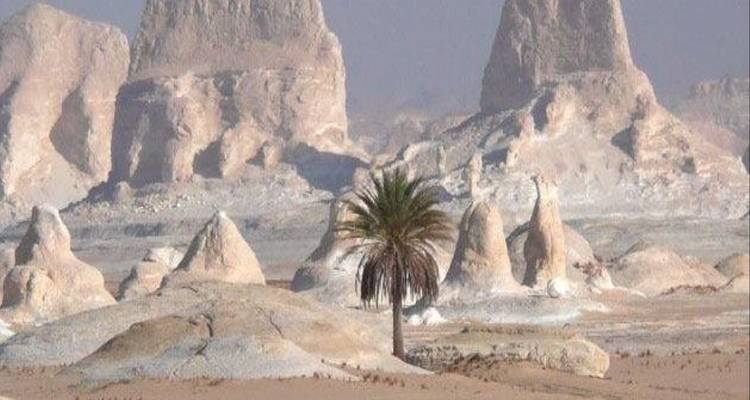 Geïsoleerde palmboom te midden van vreemde kalkstenen spitsen en zand in Egypte's woestijnuitgestrektheid.