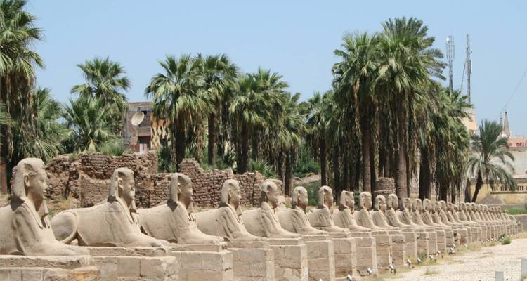 Rij van ramskoppige sfinxbeelden die de toegangsweg naar Karnak omzomen te midden van palmbomen.