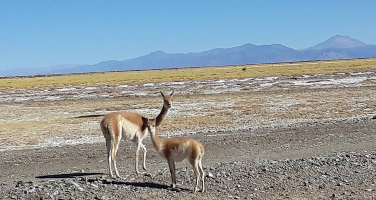 Two vicuñas standing on a vast high-altitude plain with distant blue mountains and clear sky.