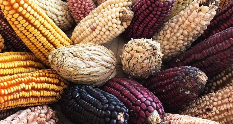 Various types of colorful corn arranged in a circular pattern.