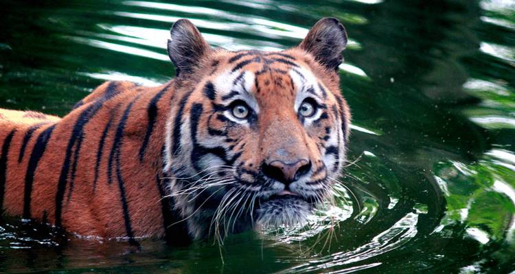 Luxury India Tour: Maharajas Express Train + Kerala Backwaters - TTI TOURS 9