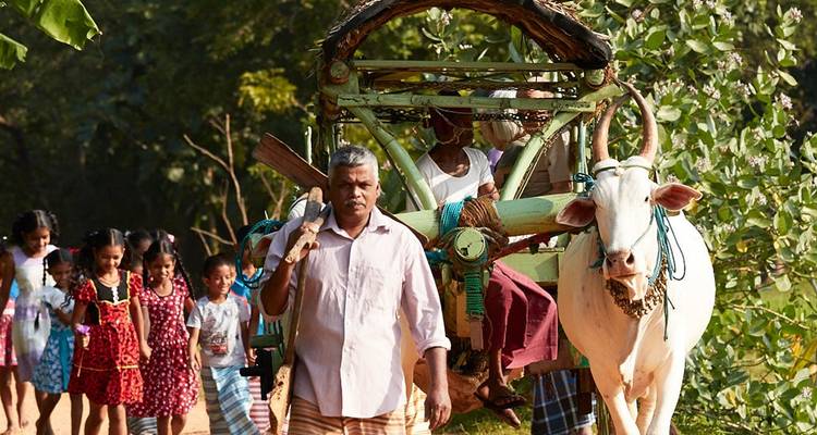 Ein traditioneller Ochsenkarren, der Menschen transportiert, während andere daneben gehen.