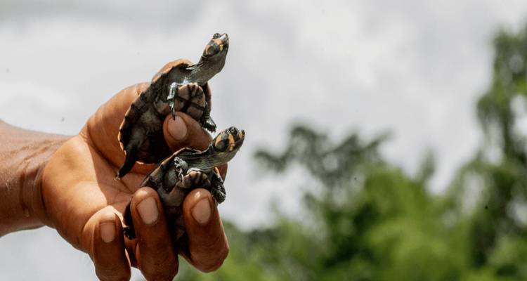 Main tenant deux petites tortues avec un arrière-plan naturel flou.