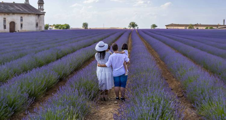 Famille se promenant dans un champ de lavande en fleurs.