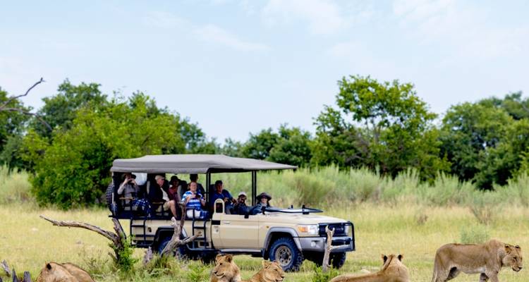Touristen in einem offenen Safaribfahrzeug beobachten einen Löwenrudel, der in der grasbewachsenen Savanne ruht.