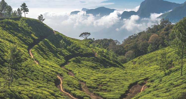 Les plantations de thé ondulantes s'étendent à travers des collines verdoyantes et brumeuses avec un arrière-plan de montagnes et de nuages.