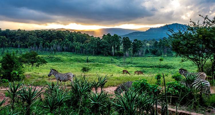 Sunrise over a verdant savannah where zebras graze among aloes and distant forested hills.