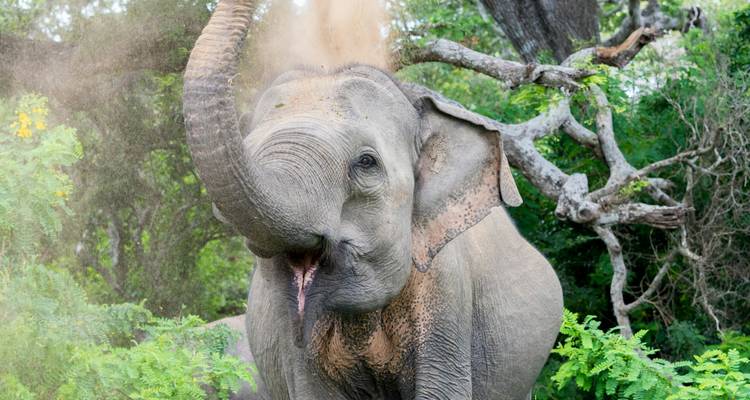 Olifant die speels stof verspreidt in een bosomgeving.