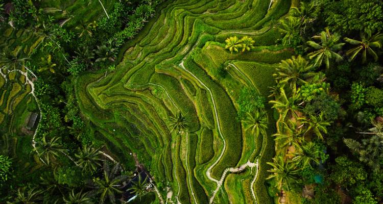 Campos de arroz en terrazas rodeados de exuberante vegetación.