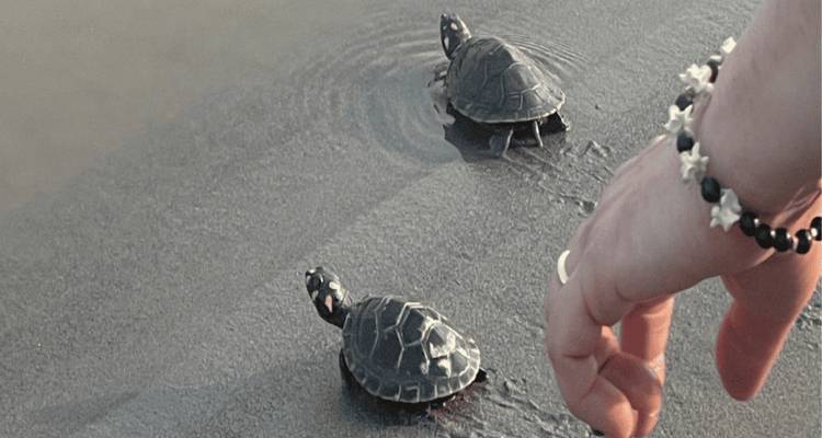 Deux petites tortues sur le sable ; main avec bracelet visible.