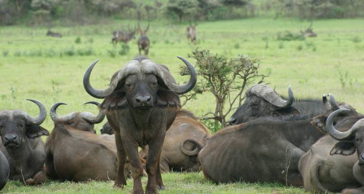 Grand troupeau de buffles du Cap se repose sur la savane verte tandis qu'un domine le premier plan.