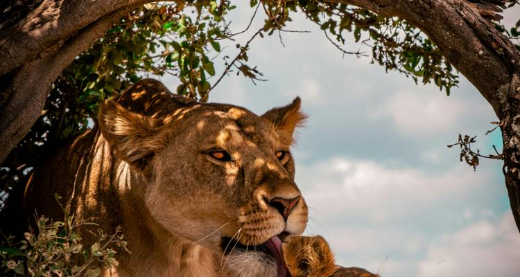 Gros plan d'une lionne se reposant à l'ombre d'un arbre, la lumière tachetant son visage.